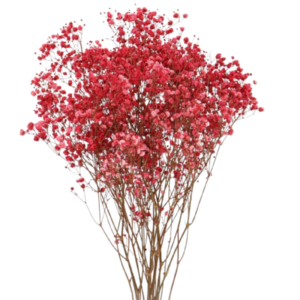 Paniculat Xlence Rojo