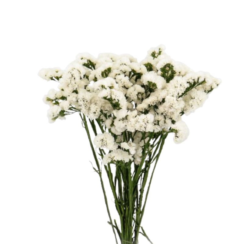 Statice Blanco